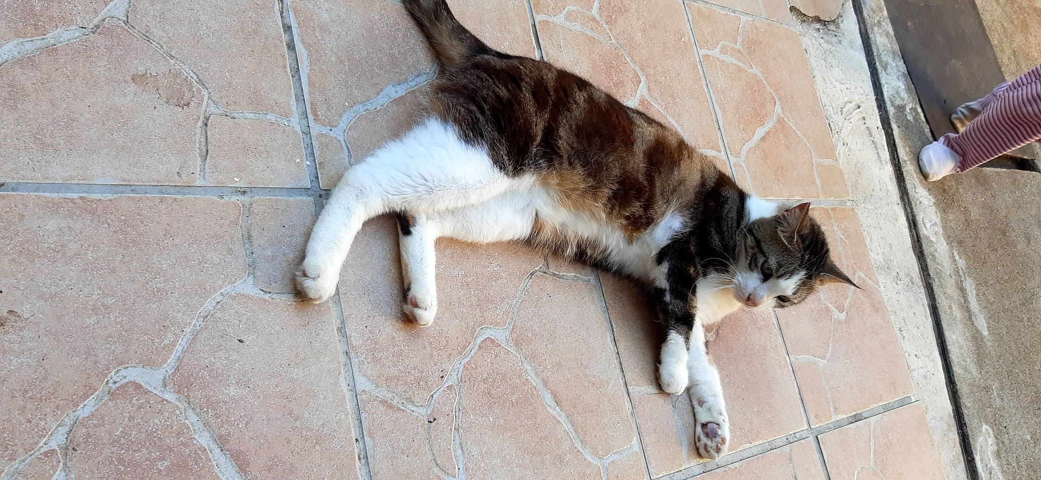 Guizmo participe au concours pour gagner de l'argent avec cette photo : canidae, carnivore, cat, claw, dog_breed, domestic_short_haired_cat, felidae, flagstone, floor, flooring, fur, hardwood, human_leg, paw, small_to_medium_sized_cats, sporting_group, tail, terrestrial_animal, whiskers, wood