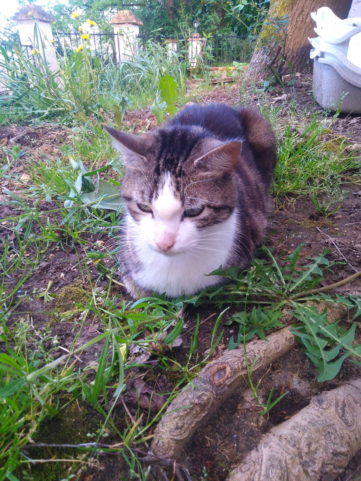 Guizmo participe au concours pour gagner de l'argent avec cette photo : carnivore, cat, domestic_short_haired_cat, eye, fawn, felidae, fur, garden, grass, groundcover, herb, plant, small_to_medium_sized_cats, snout, tail, terrestrial_animal, tree, whiskers, wildlife, wood