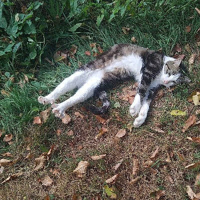 Guizmo participe au concours pour gagner de l'argent avec cette photo : carnivore, cat, dog_breed, domestic_short_haired_cat, felidae, fur, grass, plant, small_to_medium_sized_cats, soil, sporting_group, tail, terrestrial_animal, whiskers