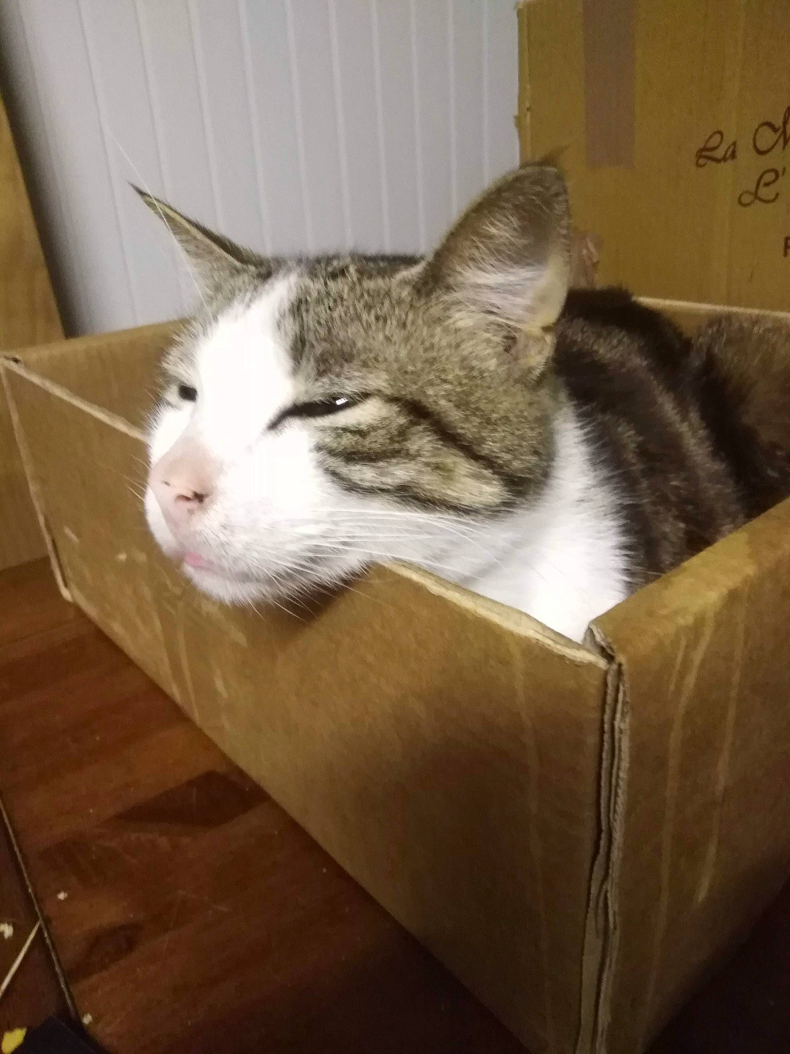 Guizmo a rejoint le concours — aidez-le/la à gagner de superbes lots ! box, cardboard, carnivore, carton, cat, comfort, domestic_short_haired_cat, felidae, flooring, fur, hardwood, metal, packaging_and_labeling, paper_product, room, shipping_box, small_to_medium_sized_cats, snout, whiskers, wood