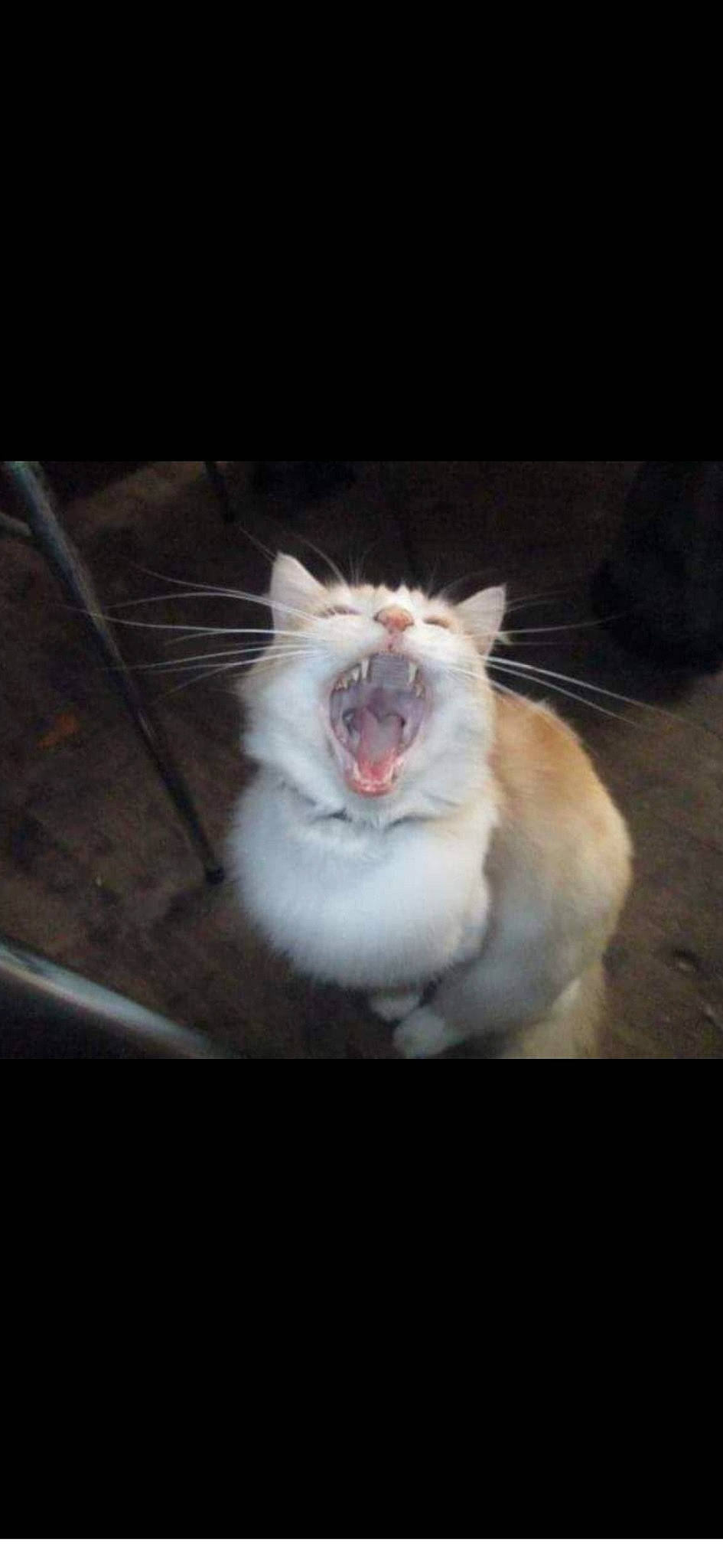 Intrépide a rejoint le concours — aidez-le/la à gagner de superbes lots ! carnivore, cat, darkness, dog_breed, fang, felidae, fur, paw, roar, shout, small_to_medium_sized_cats, snout, terrestrial_animal, tooth, whiskers, wildlife, yawn