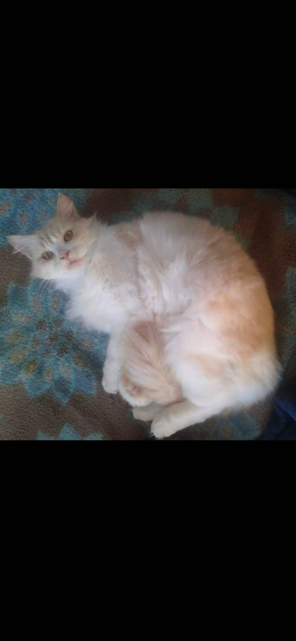 Intrépide a rejoint le concours — aidez-le/la à gagner de superbes lots ! carnivore, cat, comfort, darkness, fawn, felidae, fur, paw, small_to_medium_sized_cats, snout, tail, whiskers, wood