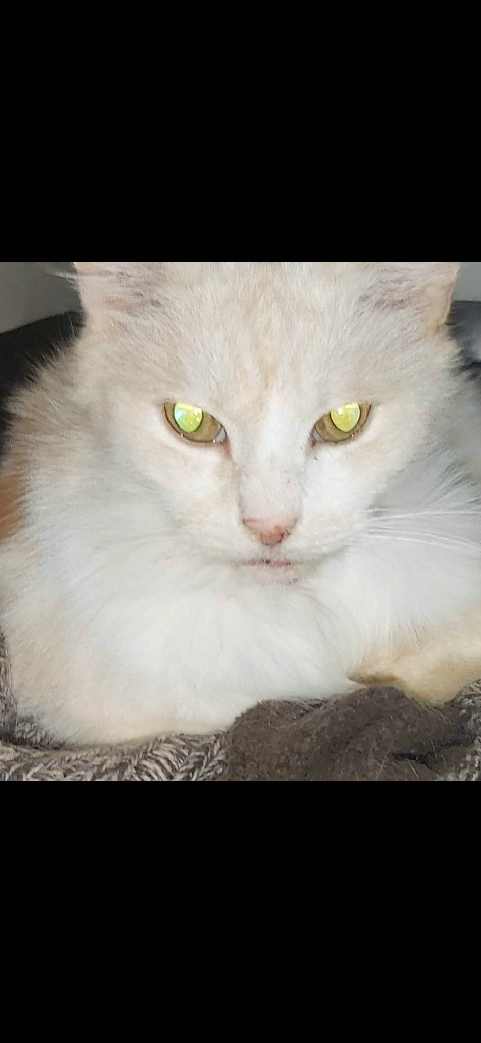 Intrépide a rejoint le concours — aidez-le/la à gagner de superbes lots ! carnivore, cat, domestic_short_haired_cat, felidae, fur, iris, small_to_medium_sized_cats, snout, terrestrial_animal, whiskers