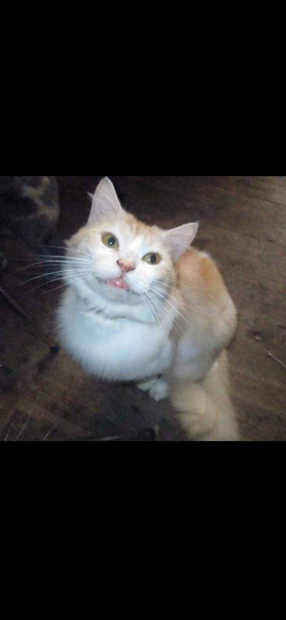 Intrépide participe au concours pour gagner de l'argent avec cette photo : carnivore, cat, darkness, domestic_short_haired_cat, fawn, felidae, flooring, fur, hardwood, night, paw, photo_caption, rectangle, sitting, small_to_medium_sized_cats, snout, tail, whiskers, window, wood