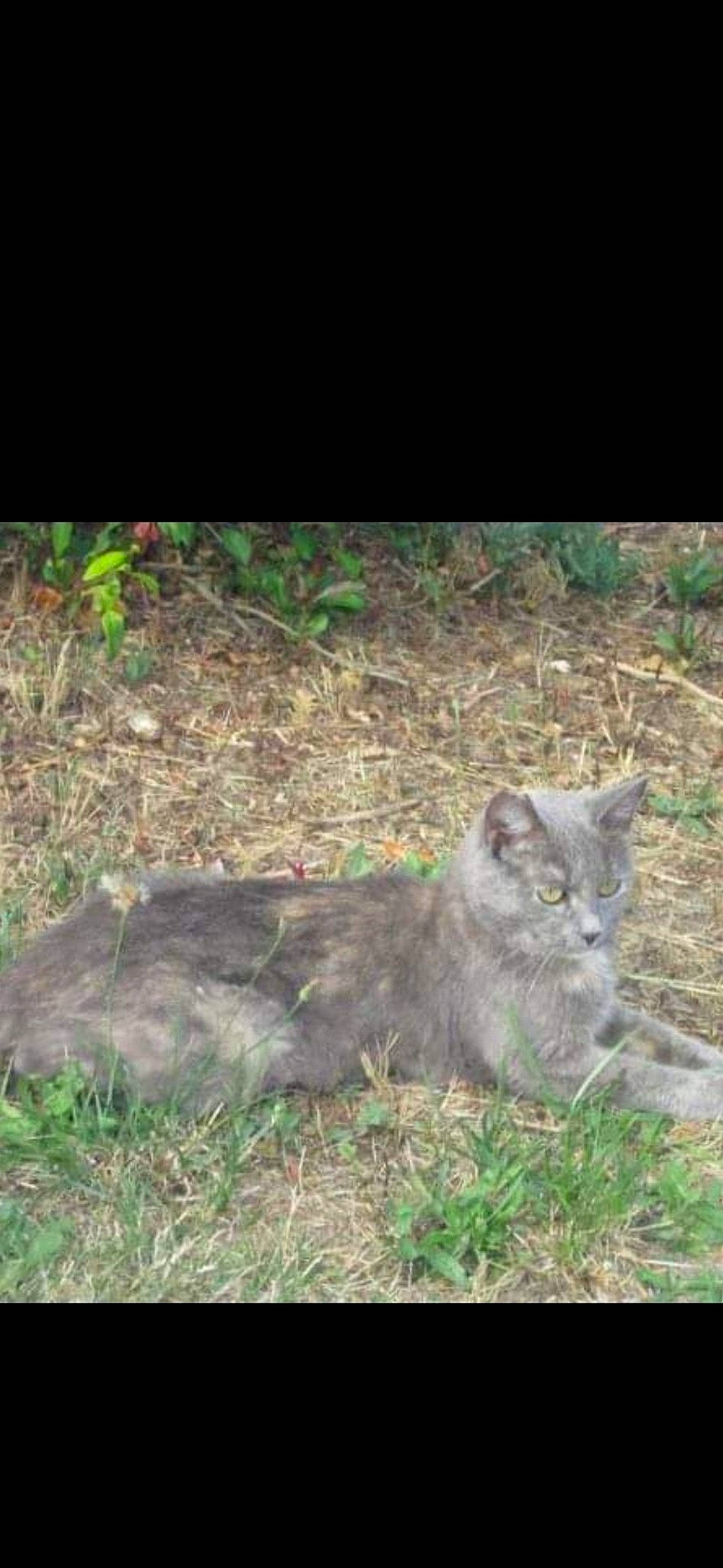 Grisette participe au concours pour gagner de l'argent avec cette photo : carnivore, cat, domestic_short_haired_cat, felidae, fur, grass, groundcover, plant, small_to_medium_sized_cats, snout, soil, tail, terrestrial_animal, whiskers