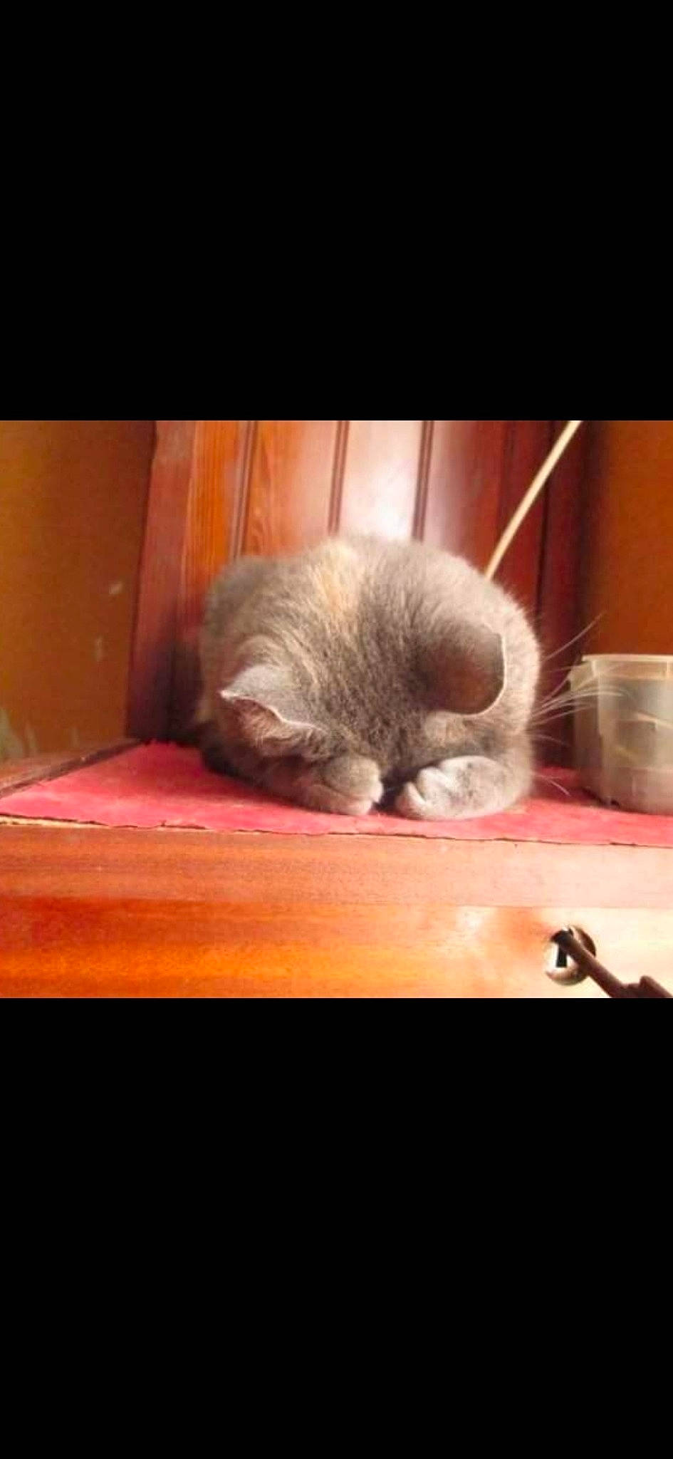 Grisette a rejoint le concours — aidez-le/la à gagner de superbes lots ! canidae, carnivore, cat, claw, cloud, comfort, darkness, domestic_short_haired_cat, eye, fawn, felidae, fur, grey, hardwood, paw, photo_caption, small_to_medium_sized_cats, tail, whiskers, wood