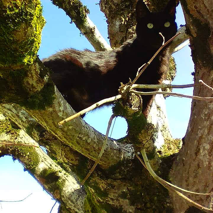 Isba a rejoint le concours — aidez-le/la à gagner de superbes lots ! biome, botany, branch, daytime, electric_blue, jungle, leaf, nature, plant, plant_stem, sky, spring, terrestrial_animal, tree, trunk, twig, vegetation, wildlife, wood, woody_plant