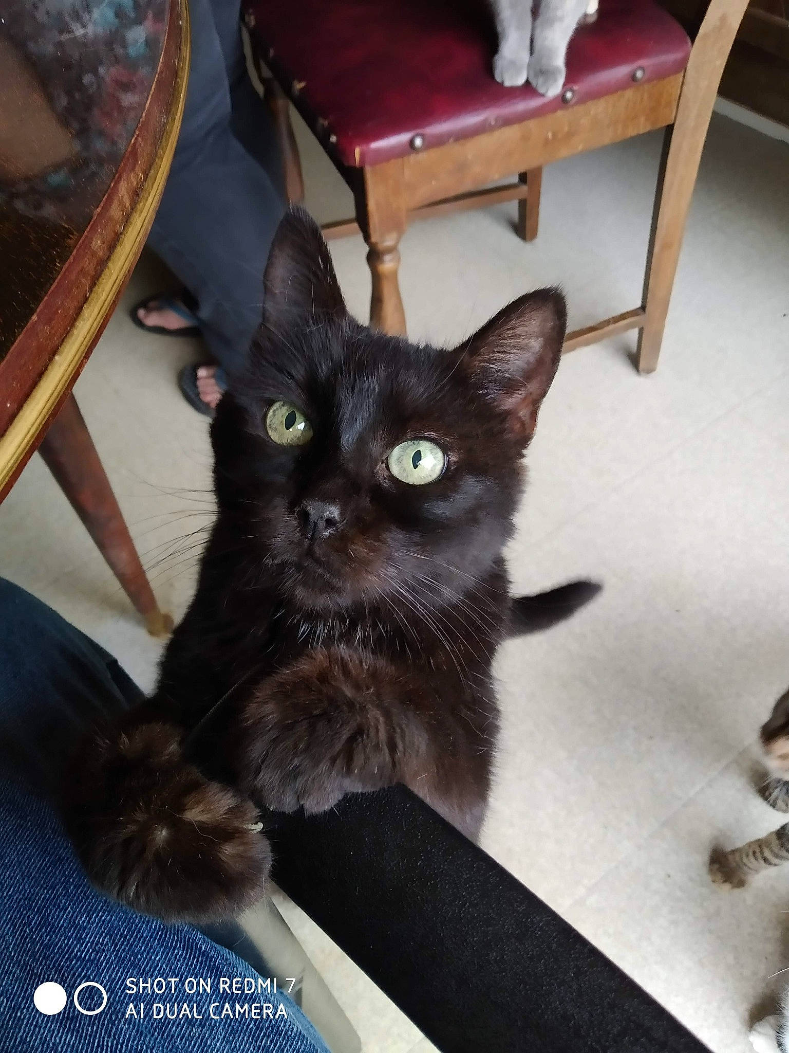 Isba a rejoint le concours — aidez-le/la à gagner de superbes lots ! black_cat, bombay, box, carnivore, cat, chair, claw, comfort, domestic_short_haired_cat, felidae, fur, furniture, hardwood, picture_frame, small_to_medium_sized_cats, snout, table, tail, whiskers, wood