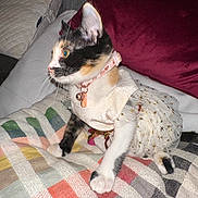 Penny Aka Libby joined the competition — help win amazing prizes! bell, blanket, calico, cat, collar, colorful, couch, cozy, curious, cute, dress, feline, indoor, kitten, pet, pillow, sitting, striped_blanket, tutu, whiskers