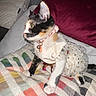 bell, blanket, calico, cat, collar, colorful, couch, cozy, curious, cute, dress, feline, indoor, kitten, pet, pillow, sitting, striped_blanket, tutu, whiskers