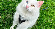 Anakin joined the competition — help win amazing prizes! cat, white_cat, heterochromia, blue_eye, green_eye, grass, outdoor, pet, feline, harness, leash, fluffy, curious, animal, nature, cute, closeup, portrait, whiskers, ears