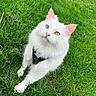 cat, white_cat, heterochromia, blue_eye, green_eye, grass, outdoor, pet, feline, harness, leash, fluffy, curious, animal, nature, cute, closeup, portrait, whiskers, ears