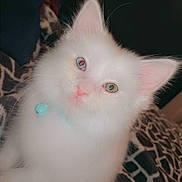 Anakin joined the competition — help win amazing prizes! kitten, cat, white_fur, heterochromia, blue_eye, green_eye, collar, bell, pet, animal, cute, fluffy, portrait, indoor, blanket, pattern, feline, young, sitting, closeup