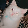 kitten, cat, white_fur, heterochromia, blue_eye, green_eye, collar, bell, pet, animal, cute, fluffy, portrait, indoor, blanket, pattern, feline, young, sitting, closeup