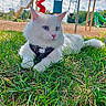 Anakin joined the competition — help win amazing prizes! cat, white_cat, grass, playground, slide, swing, outdoor, daylight, heterochromia, animal, pet, nature, blue_sky, clouds, leisure, park, feline, harness, relaxing, summer