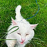 Anakin joined the competition — help win amazing prizes! cat, white_cat, grass, outdoor, pet, animal, feline, playful, whiskers, pink_nose, nature, green, fur, cute, closeup, paw, tail, leaf, daylight, curious