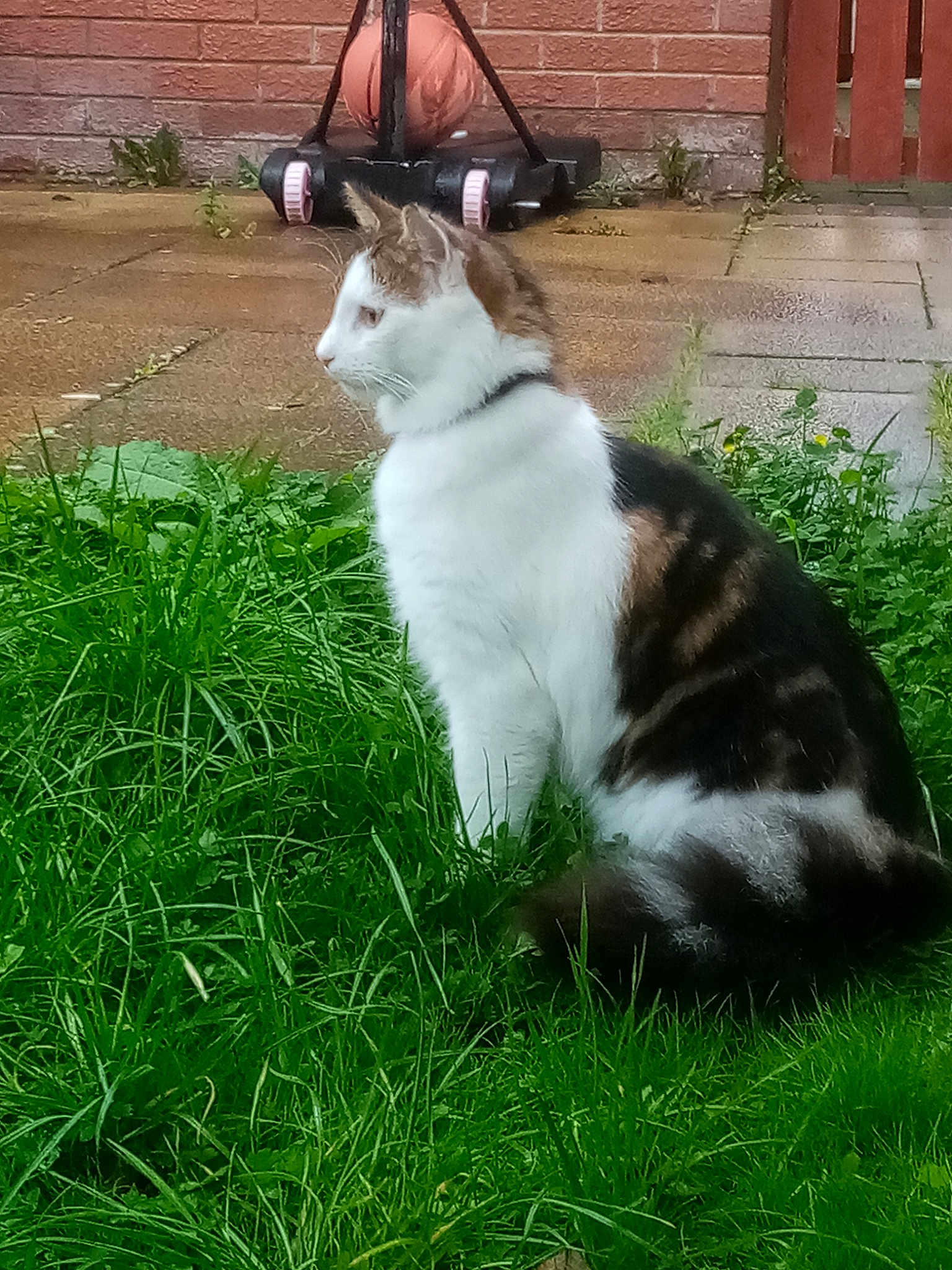 Tyson.