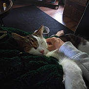 Tyson. joined the competition — help win amazing prizes! cat, sleeping, hand, blanket, indoor, cozy, furniture, floor, wicker_basket, wood_floor, relaxing, pet, comfort, furry, animal, domestic, resting, soft, warm, human