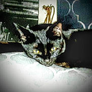 Binx joined the competition — help win amazing prizes! cat, tortoiseshell_cat, resting, indoor, furniture, decor, face, ears, eyes, closeup, animal, pet, domestic, blur, grainy, low_light, couch, pillow, background, feline