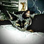 cat, tortoiseshell_cat, resting, indoor, furniture, decor, face, ears, eyes, closeup, animal, pet, domestic, blur, grainy, low_light, couch, pillow, background, feline
