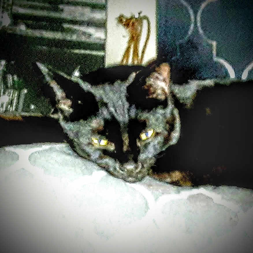 Binx joined the competition — help win amazing prizes! animal, background, blur, cat, closeup, couch, decor, domestic, ears, eyes, face, feline, furniture, grainy, indoor, low_light, pet, pillow, resting, tortoiseshell_cat