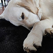 Atlas a rejoint le concours — aidez-le/la à gagner de superbes lots ! dog, puppy, sleeping, golden_retriever, paw, indoor, blanket, furniture, cabinet, laundry_basket, floor, cozy, resting, pet, animal, canine, fur, cute, relaxing, home