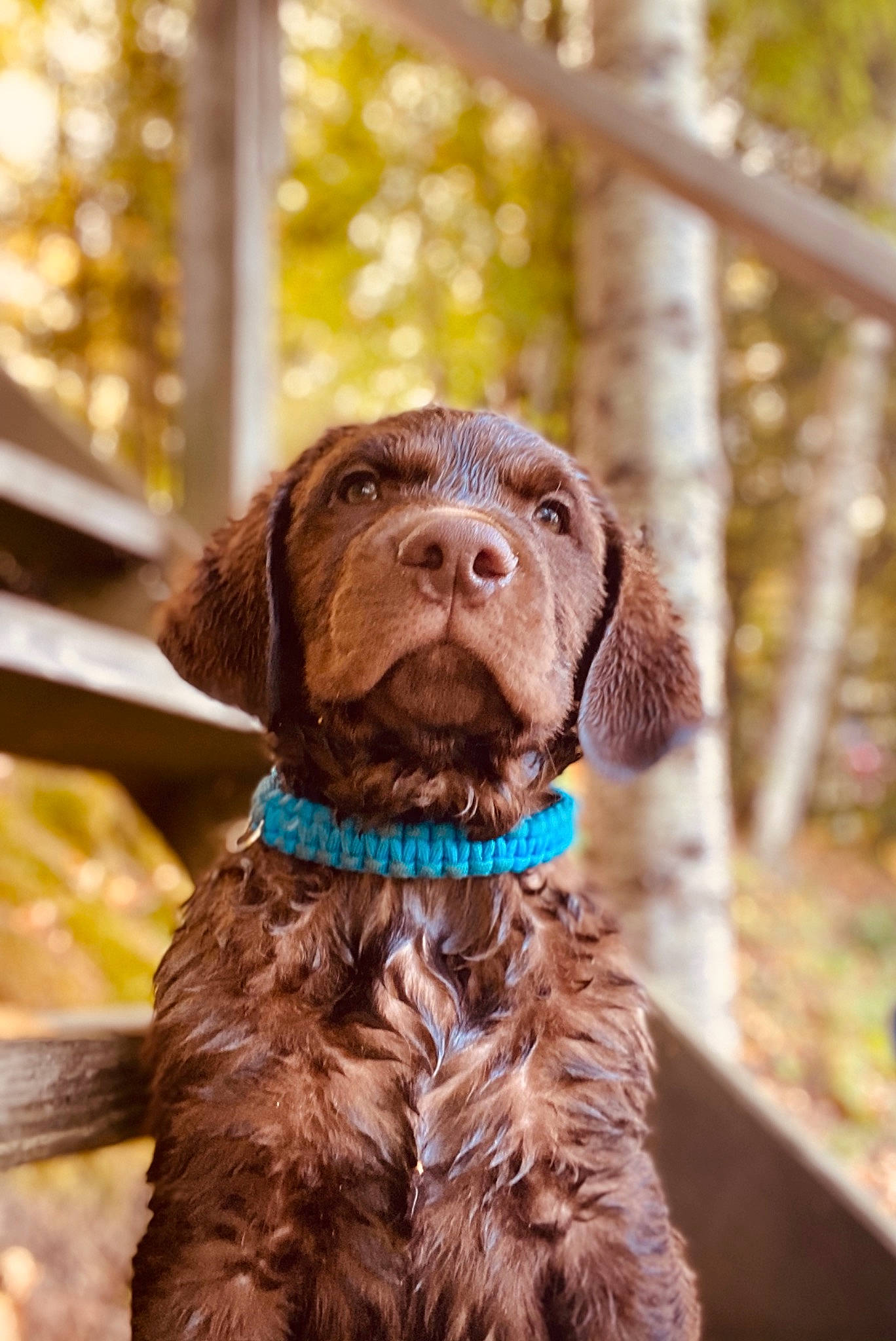 Nevis joined the competition — help win amazing prizes! brown, canidae, carnivore, collar, companion_dog, dog, dog_breed, dog_collar, fawn, fur, gun_dog, leash, liver, mammal, pet_supply, pointing_breed, snout, spaniel, sporting_group, working_animal