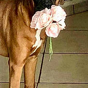 Kéna participe au concours pour gagner de l'argent avec cette photo : animal, black_muzzle, bouquet, boxer_dog, brown_fur, cute, dog, flowers, full_body, funny, gift, home, indoors, looking_at_camera, pet, pink_roses, portrait, romantic, standing, tile_floor