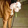 animal, black_muzzle, bouquet, boxer_dog, brown_fur, cute, dog, flowers, full_body, funny, gift, home, indoors, looking_at_camera, pet, pink_roses, portrait, romantic, standing, tile_floor