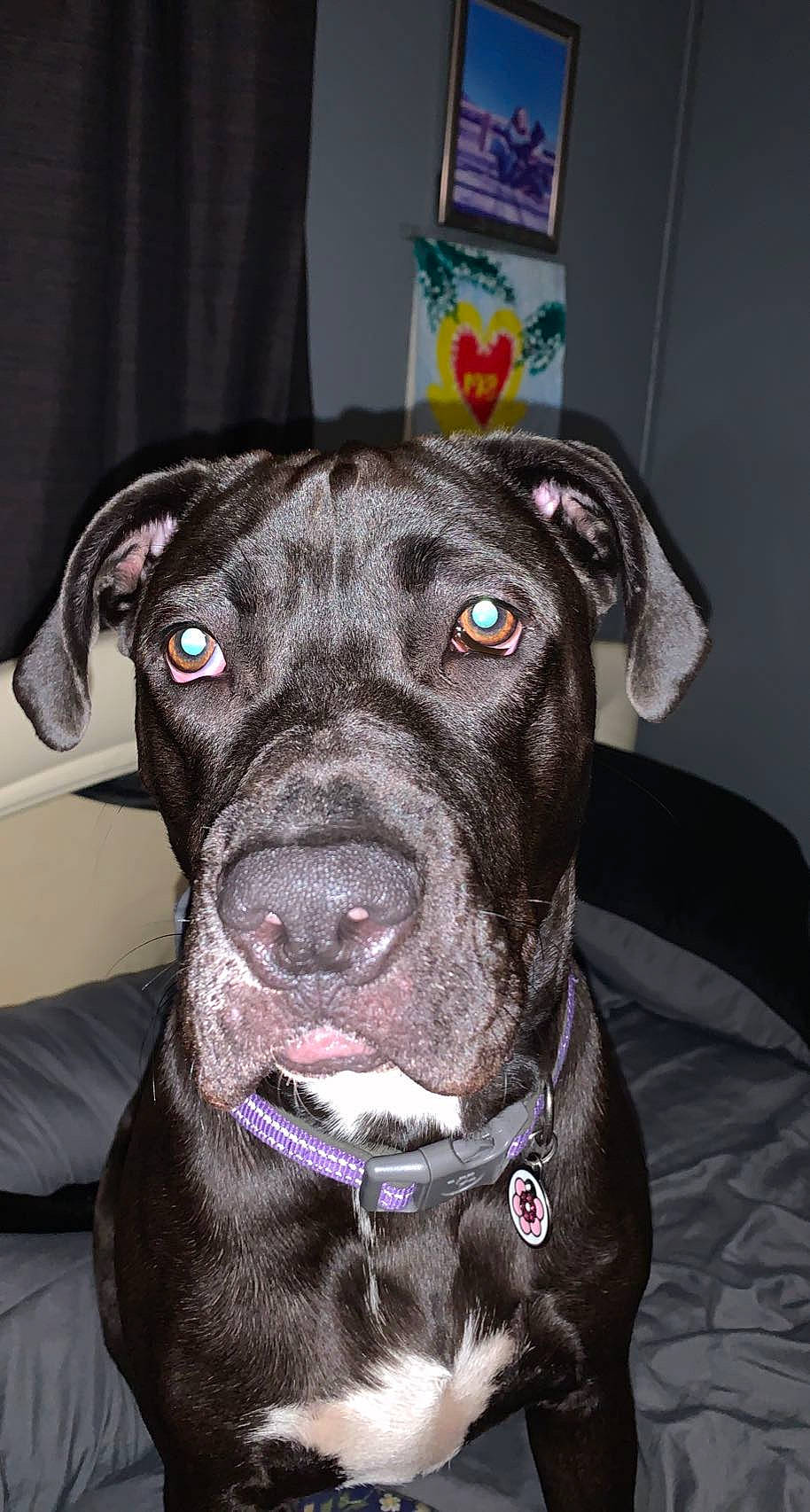 Rook is registered to the contest to win money with this photo: borador, canidae, carnivore, collar, companion_dog, dog, dog_breed, dog_collar, fawn, fur, guard_dog, hunting_dog, leash, non_sporting_group, pet_supply, snout, sporting_group, whiskers, working_animal, working_dog