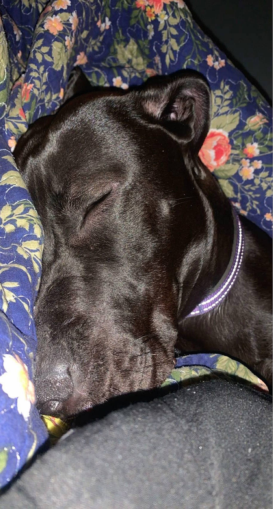 Rook is registered to the contest to win money with this photo: canidae, carnivore, collar, comfort, companion_dog, dog, dog_breed, dog_collar, dog_supply, electric_blue, fawn, grey, guard_dog, liver, pet_supply, snout, sporting_group, terrestrial_animal, whiskers, working_animal