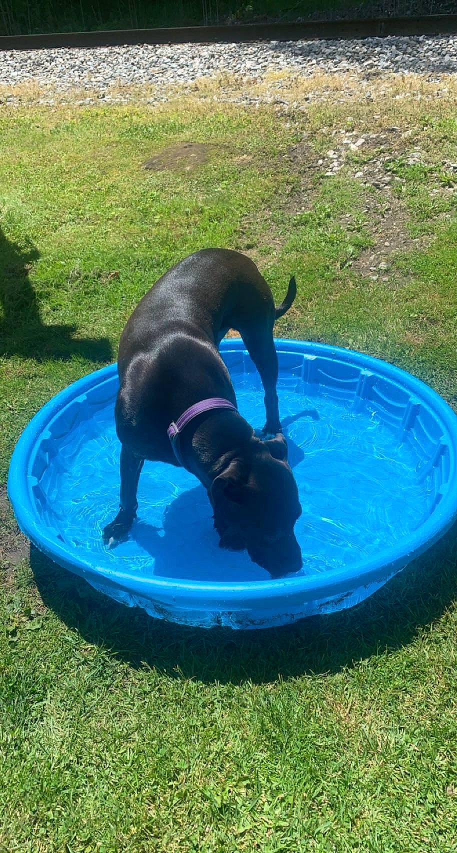 Rook joined the competition — help win amazing prizes! blue, canidae, carnivore, comfort, companion_dog, dog, dog_breed, dog_sports, dog_supply, electric_blue, grass, groundcover, hood, liquid, pet_supply, sporting_group, tail, terrestrial_animal, water, working_animal