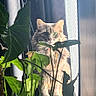 Stella joined the competition — help win amazing prizes! cat, window, houseplants, greenery, sunlight, indoor, feline, pet, plant_leaves, curtains, natural_light, domestic_animal, cozy, fluffy, sitting, looking, bright, shadow, home, relaxed