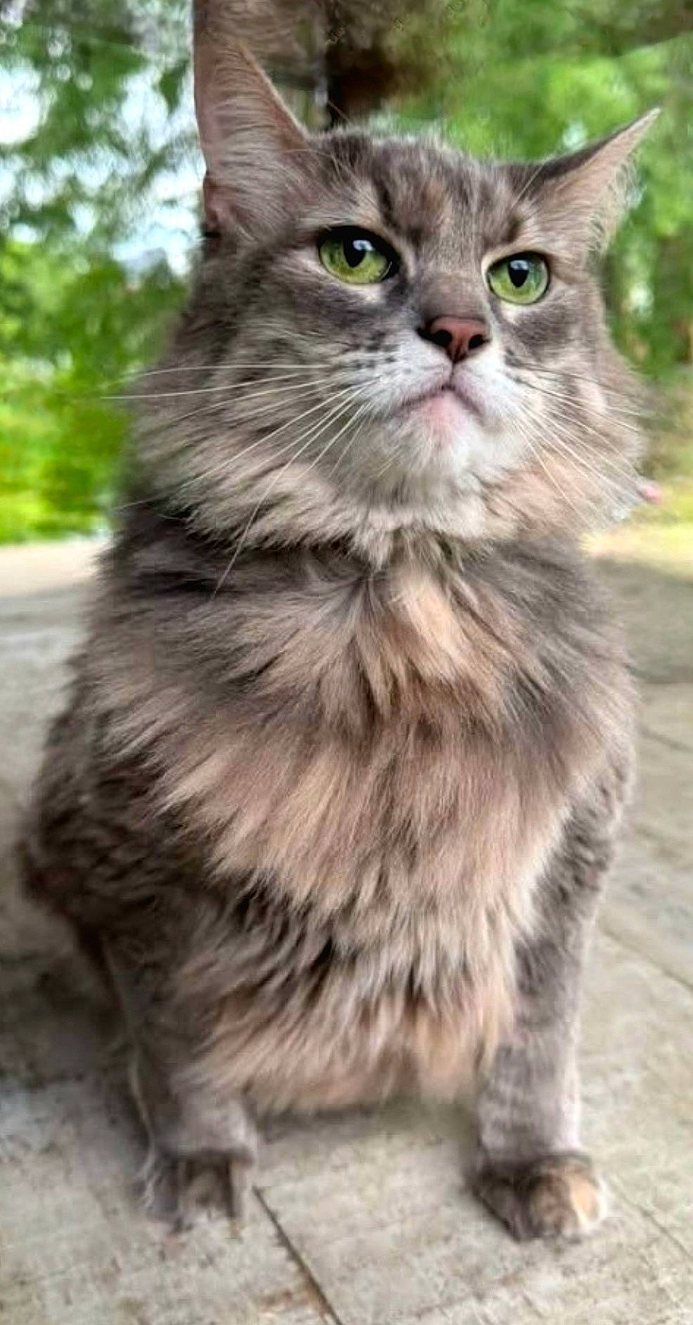 Stella