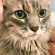 Stella joined the competition — help win amazing prizes! cat, close_up, green_eyes, fluffy, whiskers, pet, animal, feline, portrait, indoor, cute, looking, fur, ears, nose, face, domestic_cat, mammal, alert