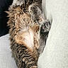 Stella joined the competition — help win amazing prizes! cat, tabby, fluffy, pet, animal, feline, relaxed, couch, indoor, cozy, fur, whiskers, paws, laying, resting, cute, domestic, sleepy, comfort, home