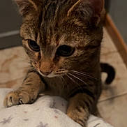 Chanel a rejoint le concours — aidez-le/la à gagner de superbes lots ! cat, tabby, pet, animal, whiskers, paws, curious, indoor, blanket, soft, feline, closeup, fur, cute, mammal, claws, looking, floor, striped, young