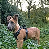 dog, canine, outdoors, forest, woodland, nature, greenery, foliage, harness, standing, alert, happy, open_mouth, pointy_ears, tan_fur, animal_portrait, sunlight, trees, trail, pet