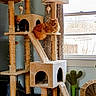 Footfoot joined the competition — help win amazing prizes! abyssinian, animal, bird, bookcase, cactus, cat, closet, cupboard, den, furniture, hardwood, indoors, kitten, manx, pet, plant, plywood, pottedplant, shelf, wood