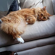 Footfoot is registered to the contest to win money with this photo: accessories, animal, architecture, armchair, bag, building, cat, chair, couch, cushion, furniture, handbag, hardwood, homedecor, indoors, livingroom, manx, pet, room, wood