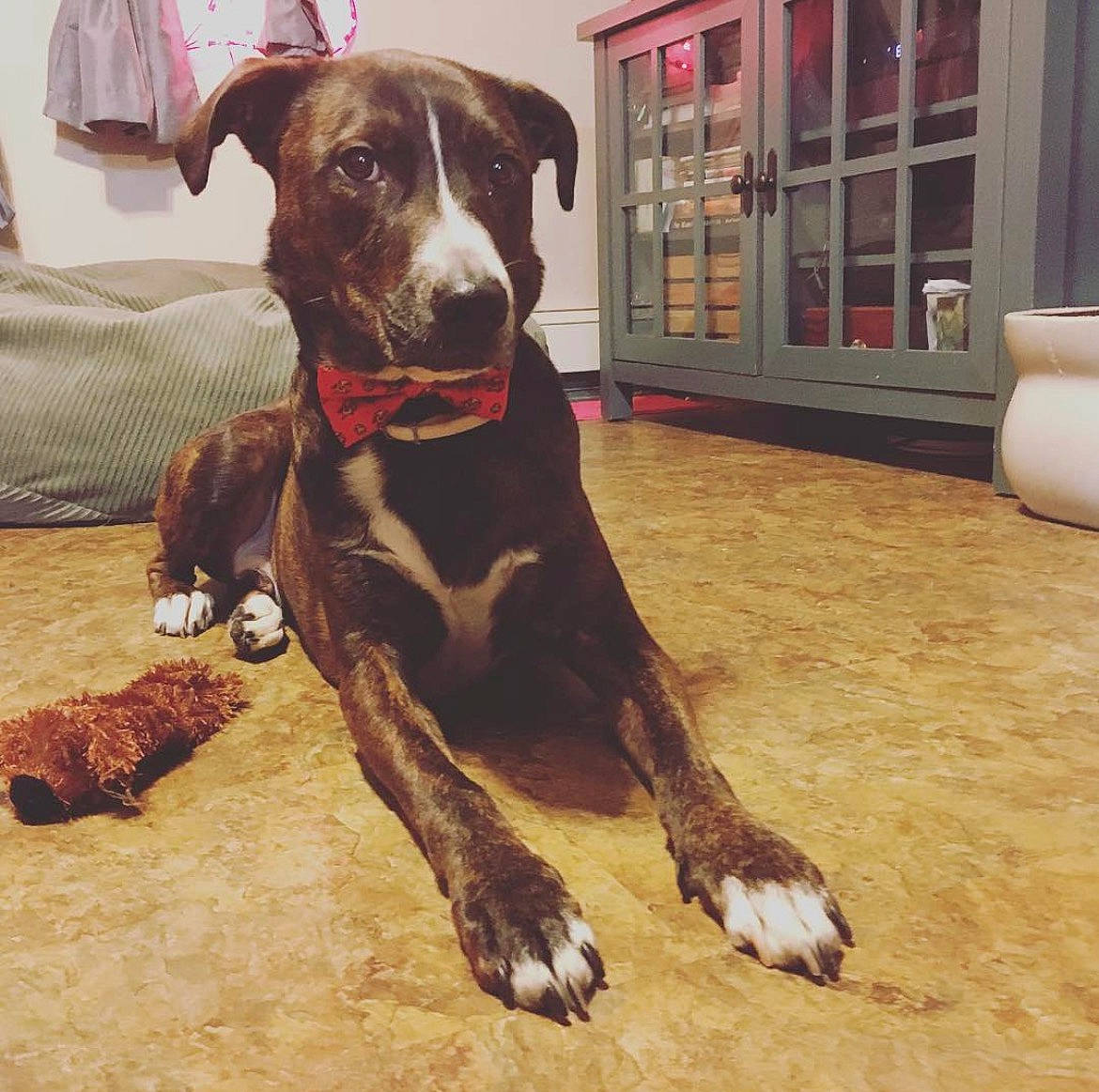 Kal-el joined the competition — help win amazing prizes! borador, carnivore, collar, companion_dog, dog, dog_breed, dog_collar, dog_supply, flooring, fur, guard_dog, gun_dog, hardwood, liver, pet_supply, pointing_breed, whiskers, wood, working_animal, working_dog