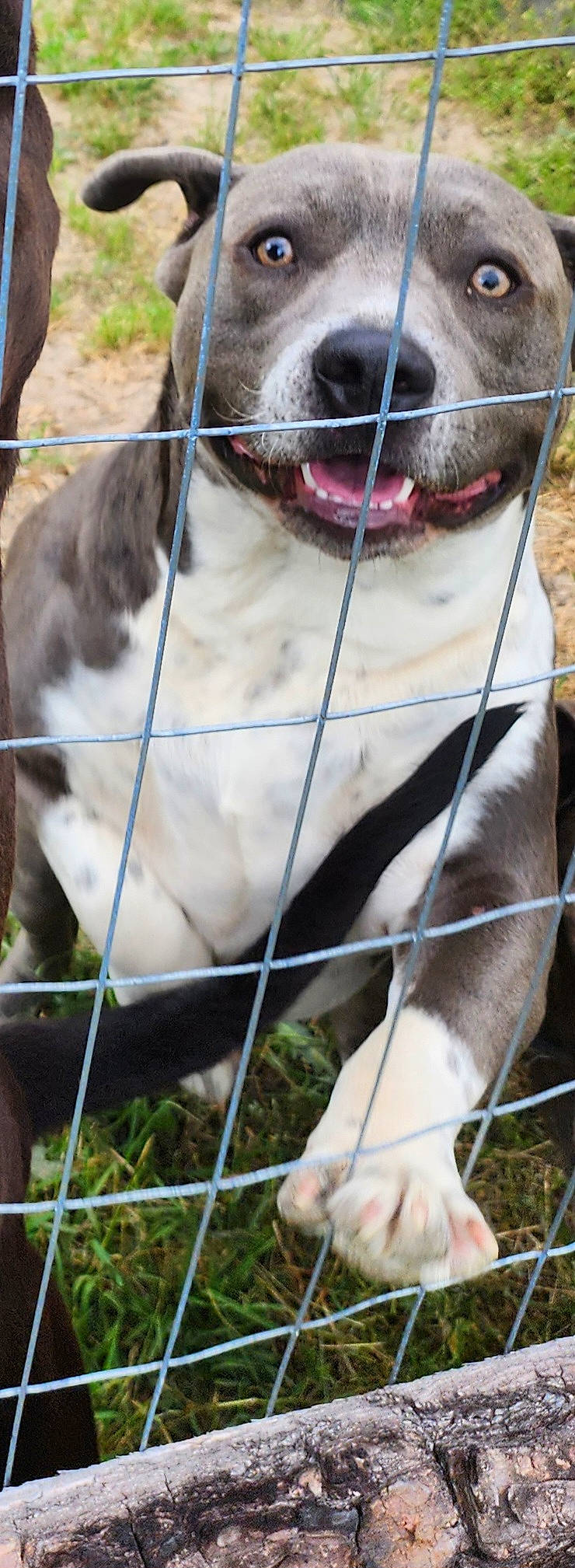 Buck Buck joined the competition — help win amazing prizes! cage, carnivore, collar, companion_dog, dog, dog_breed, dog_collar, fawn, fence, fur, grass, liver, mammal, mesh, pet_supply, snout, vertebrate, whiskers, wire_fencing, working_animal