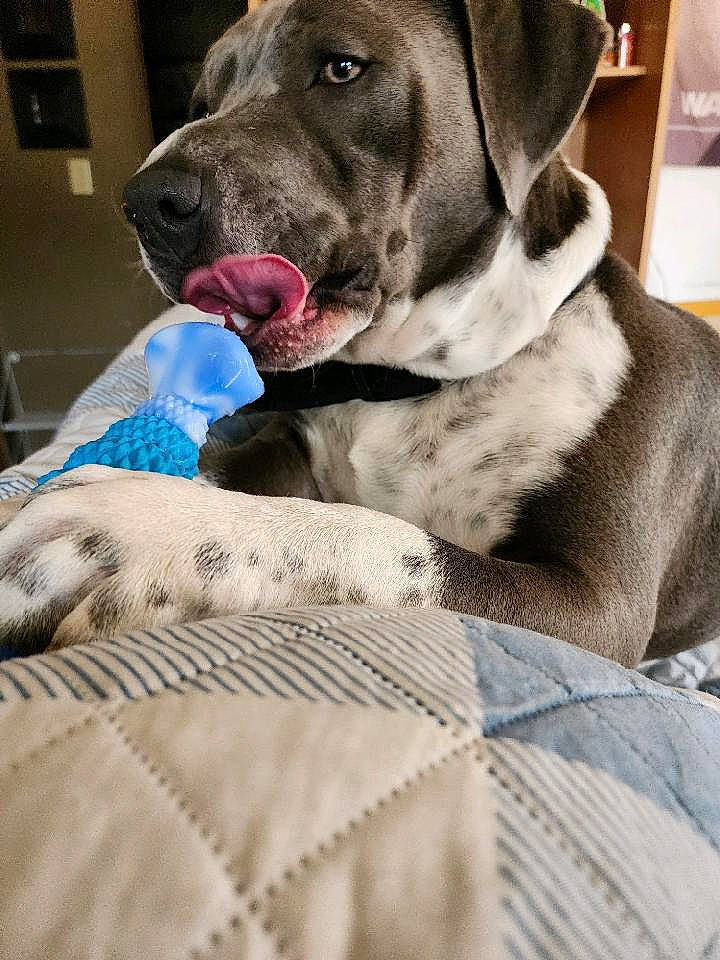 Buck Buck is registered to the contest to win money with this photo: canidae, carnivore, collar, comfort, companion_dog, dog, dog_breed, dog_collar, dog_supply, fawn, fur, guard_dog, linens, liver, pet_supply, remote_control, snout, sporting_group, whiskers, working_animal