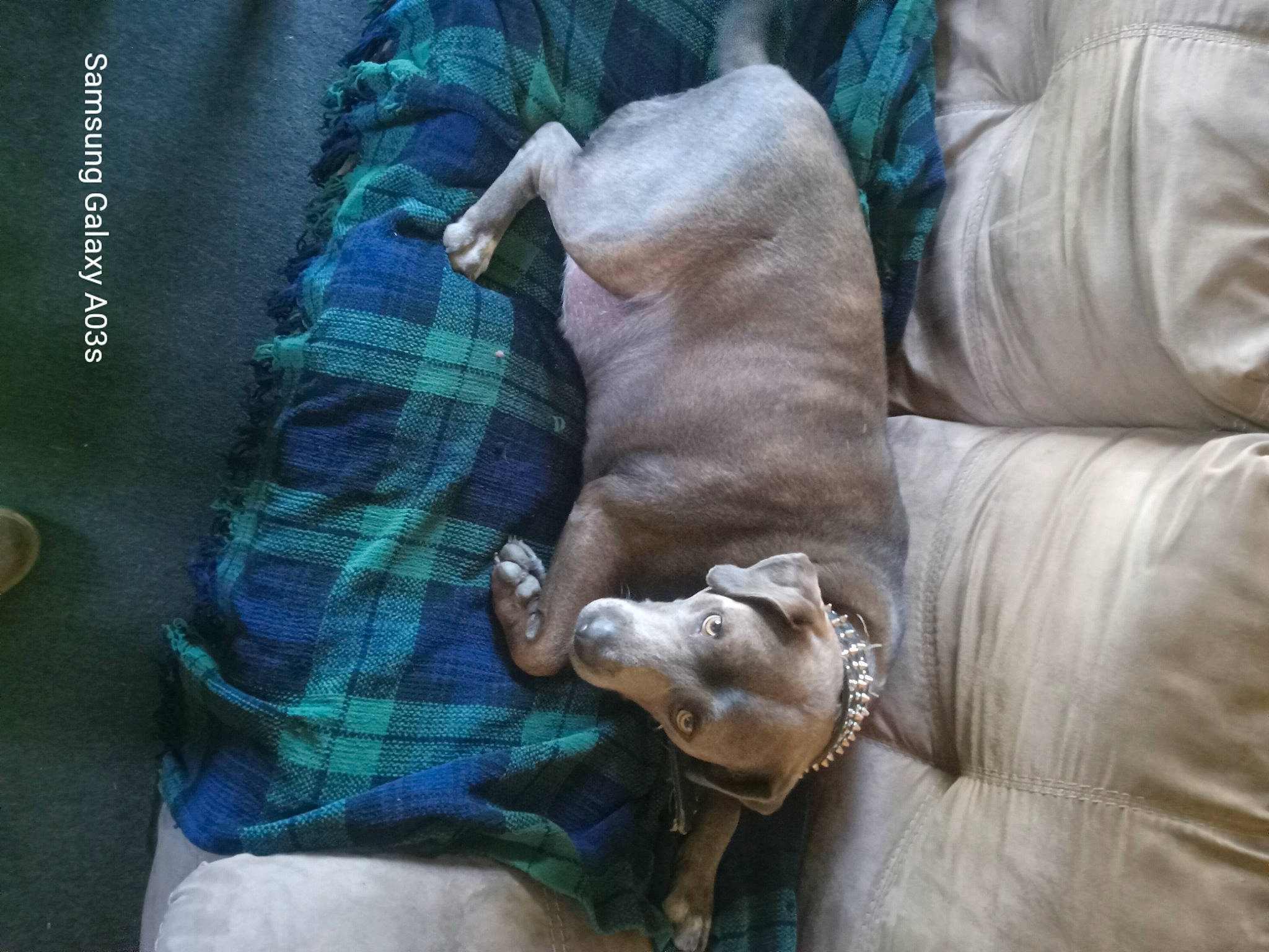 Nitro is registered to the contest to win money with this photo: carnivore, comfort, companion_dog, dog, fawn, felidae, fountain, fur, human_leg, linens, pattern, plaid, sculpture, snout, sporting_group, statue, tartan, terrestrial_animal, working_animal, wrinkle