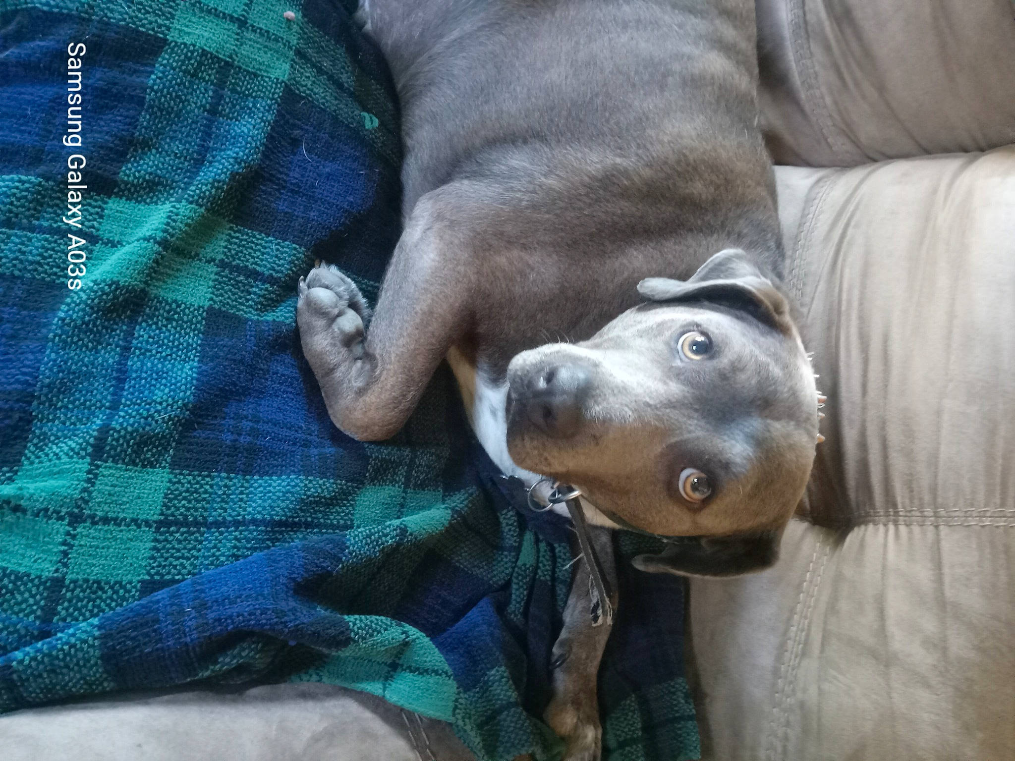 Nitro is registered to the contest to win money with this photo: carnivore, comfort, companion_dog, dog, dog_breed, fawn, fur, grey, house, linens, liver, pattern, plaid, snout, tartan, terrestrial_animal, whiskers, window, working_animal, wrinkle