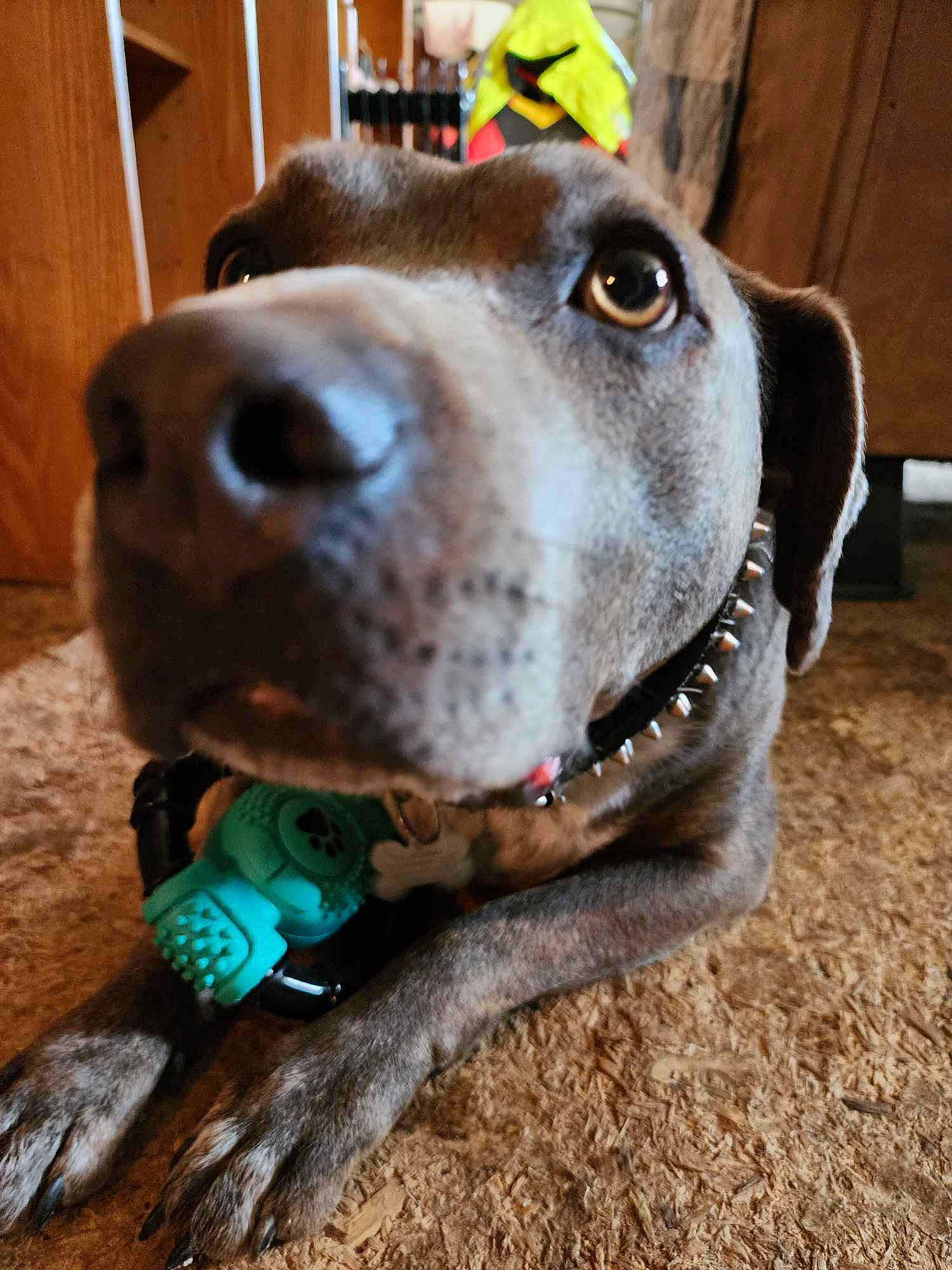 Nitro joined the competition — help win amazing prizes! carnivore, collar, companion_dog, dog, dog_breed, dog_collar, fawn, fur, guard_dog, hat, labrador_retriever, leash, liver, personal_protective_equipment, pet_supply, retriever, snout, whiskers, wood, working_animal