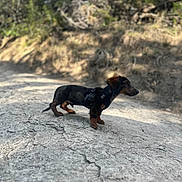 Don Oliver joined the competition — help win amazing prizes! dog, dachshund, outdoor, rock, nature, animal, pet, canine, sunlight, forest, small_dog, curious, walking, adventure, brown, black, ears, snout, fur, harness