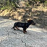 dog, dachshund, outdoor, rock, nature, animal, pet, canine, sunlight, forest, small_dog, curious, walking, adventure, brown, black, ears, snout, fur, harness