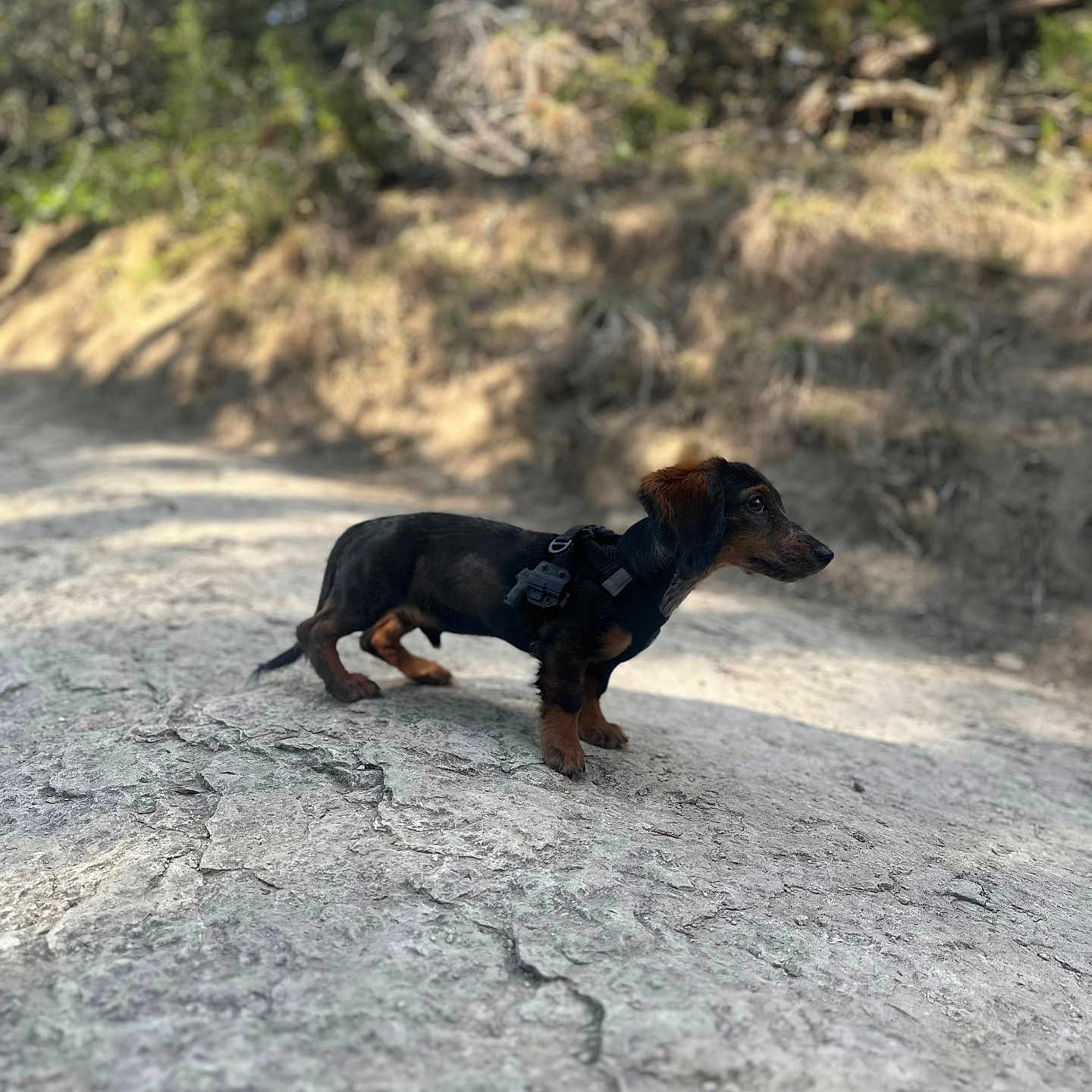 Don Oliver joined the competition — help win amazing prizes! dog, dachshund, outdoor, rock, nature, animal, pet, canine, sunlight, forest, small_dog, curious, walking, adventure, brown, black, ears, snout, fur, harness