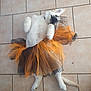 Ayden participe au concours pour gagner de l'argent avec cette photo : dog, white_dog, tutu, orange_tutu, black_tutu, tile_floor, pet, playful, lying_down, fluffy, costume, fabric, cute, indoor, animal, paws, tail, play, funny, pet_clothing